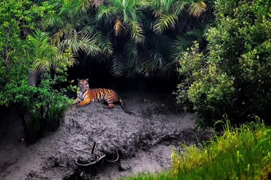 Sundarbans Mangrove Forest