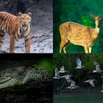 Sundarbans