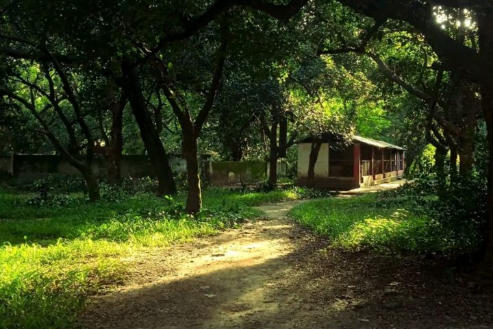 Forest Tree