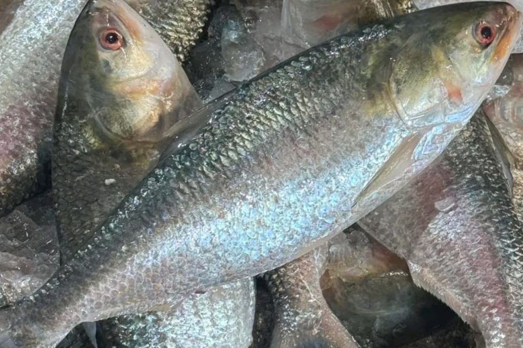 Hilsa