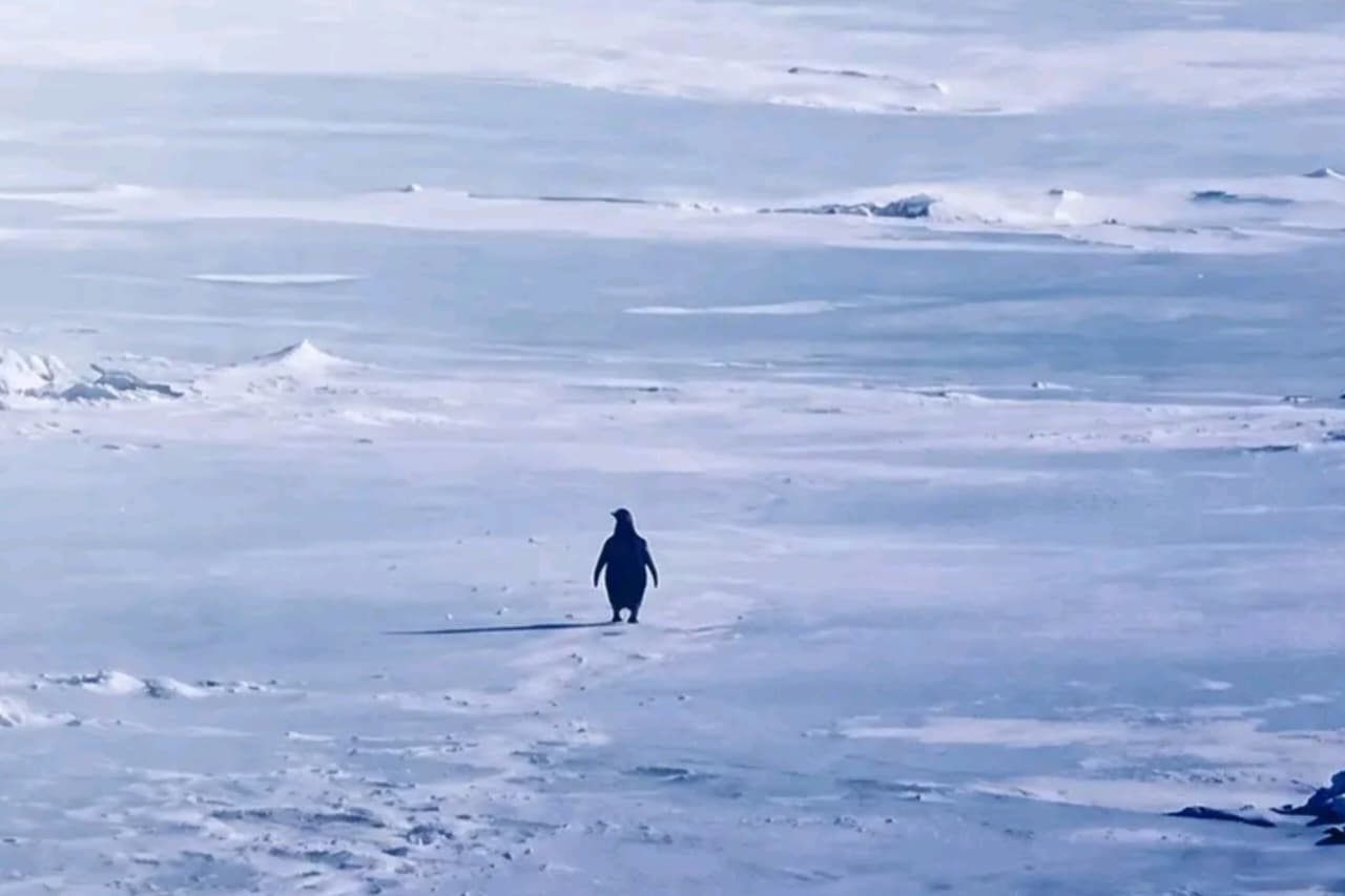 Nihilist Penguin