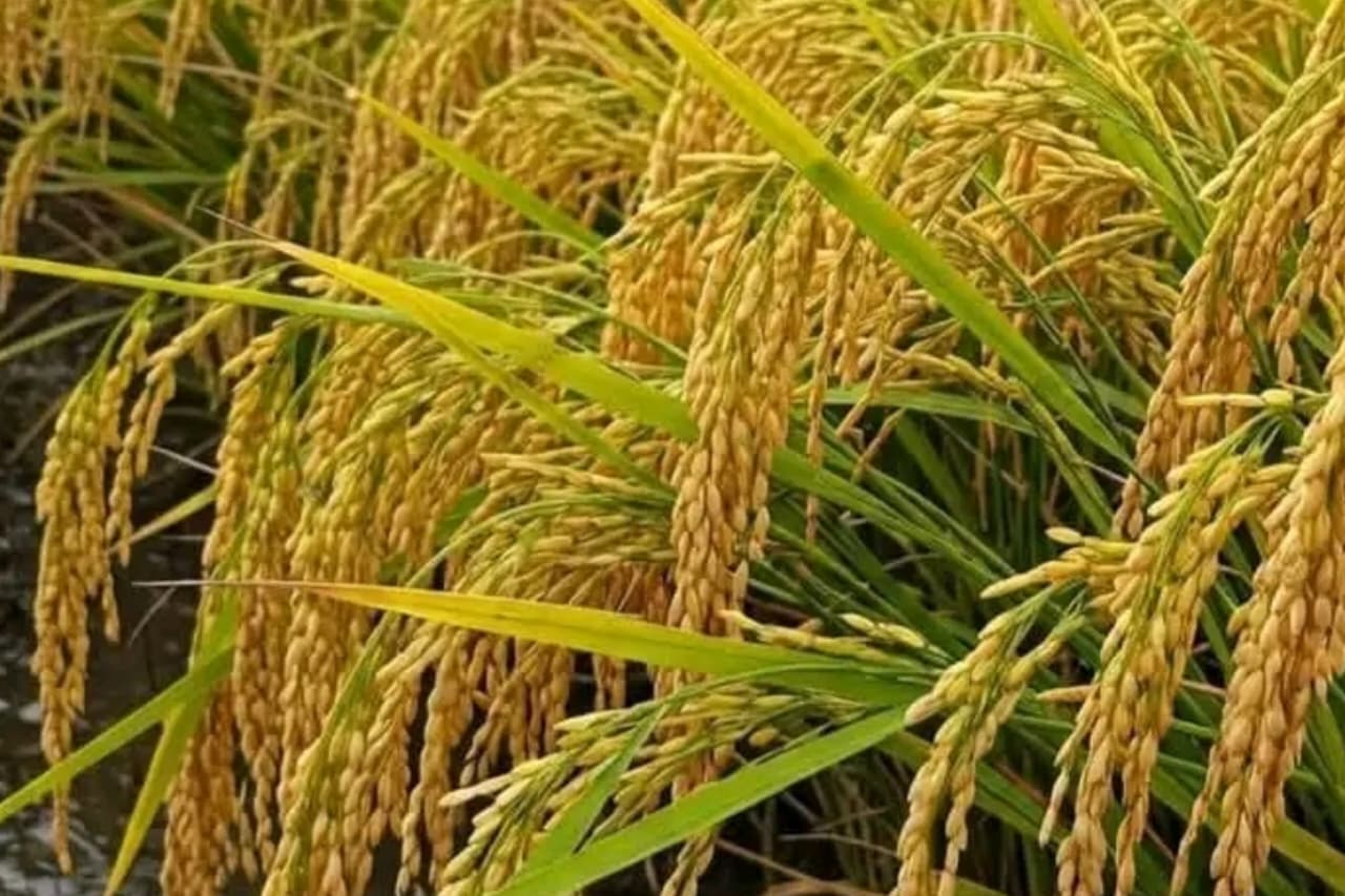 Rice Revolution