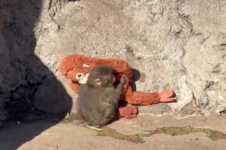 Baby Macaque Punch