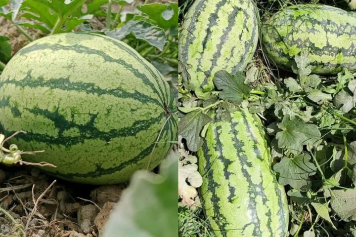 Loft watermelon