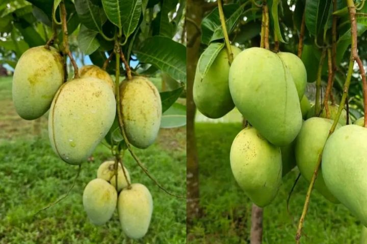 Mango