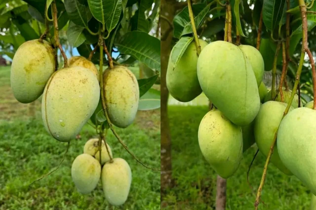 Mango