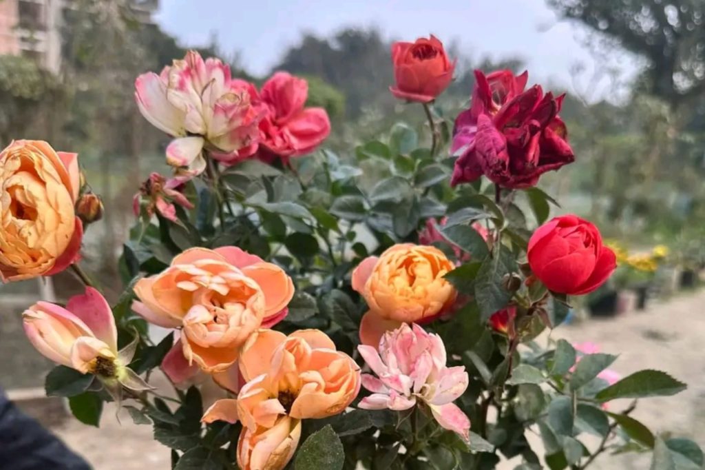 Rose Gardening