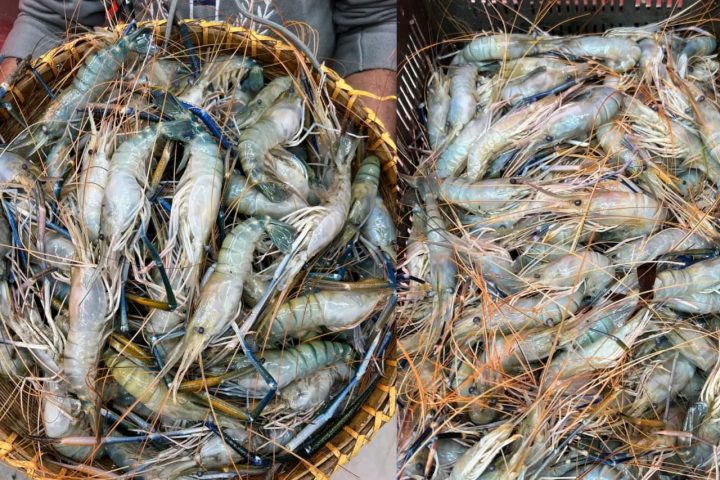 prawns