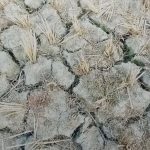 El Niño Effects