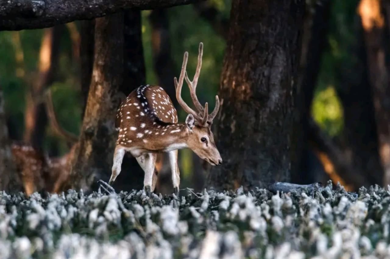 Sundarban