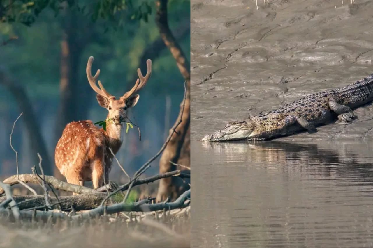 Sundarbans mangrove
