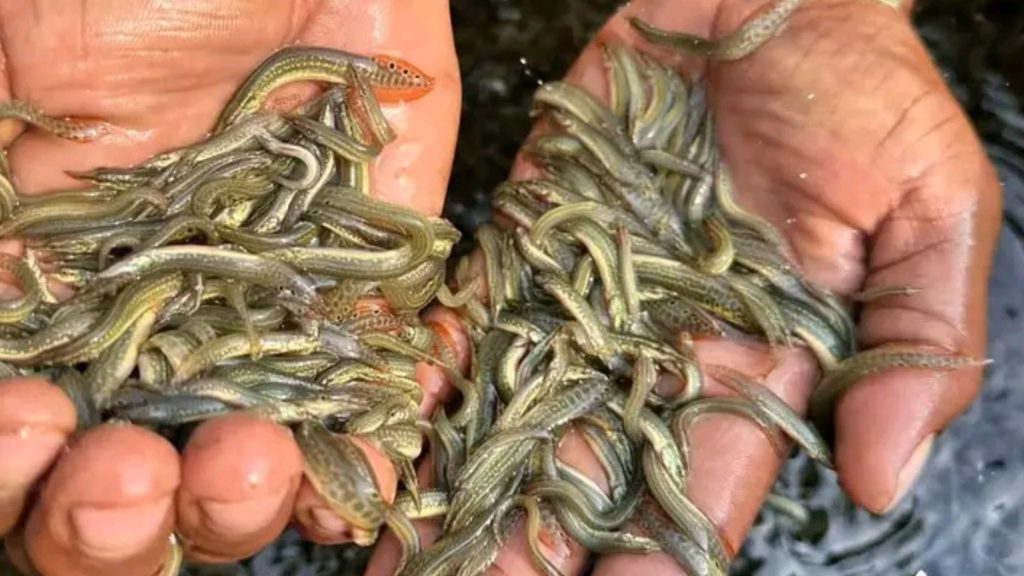 Fish Farmers