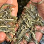 Fish Farmers