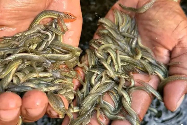 Fish Farmers