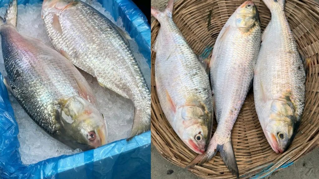 Hilsha Fish