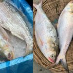 Hilsha Fish