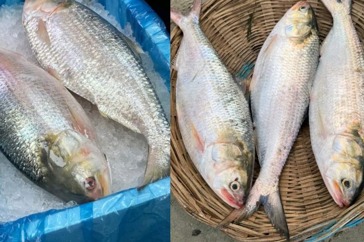 Hilsha Fish