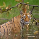 Injured Sundarbans Tigress