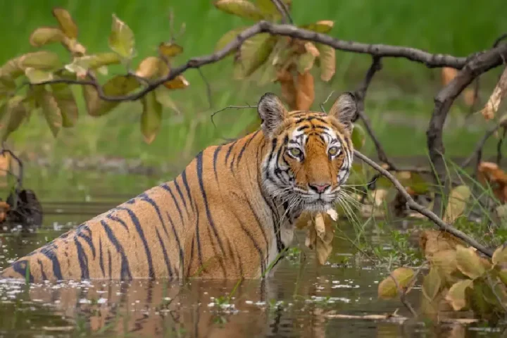 Injured Sundarbans Tigress