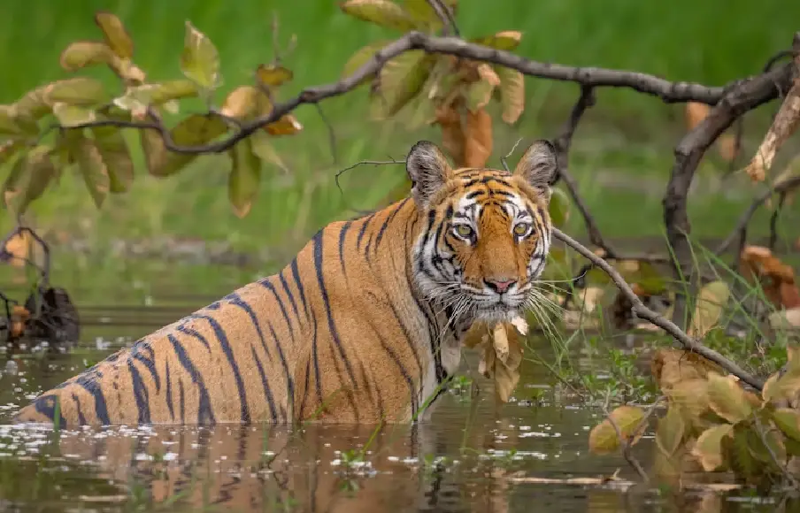 Injured Sundarbans Tigress