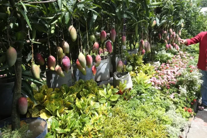 National Tree Fair 2026