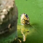 Red-eared slider turtles Bangladesh