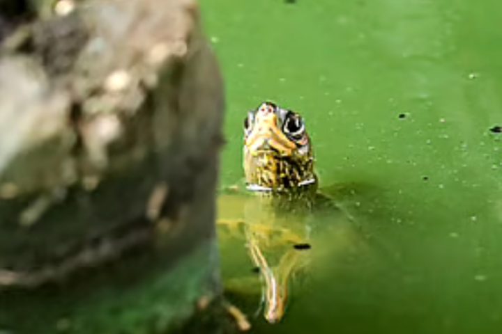 Red-eared slider turtles Bangladesh