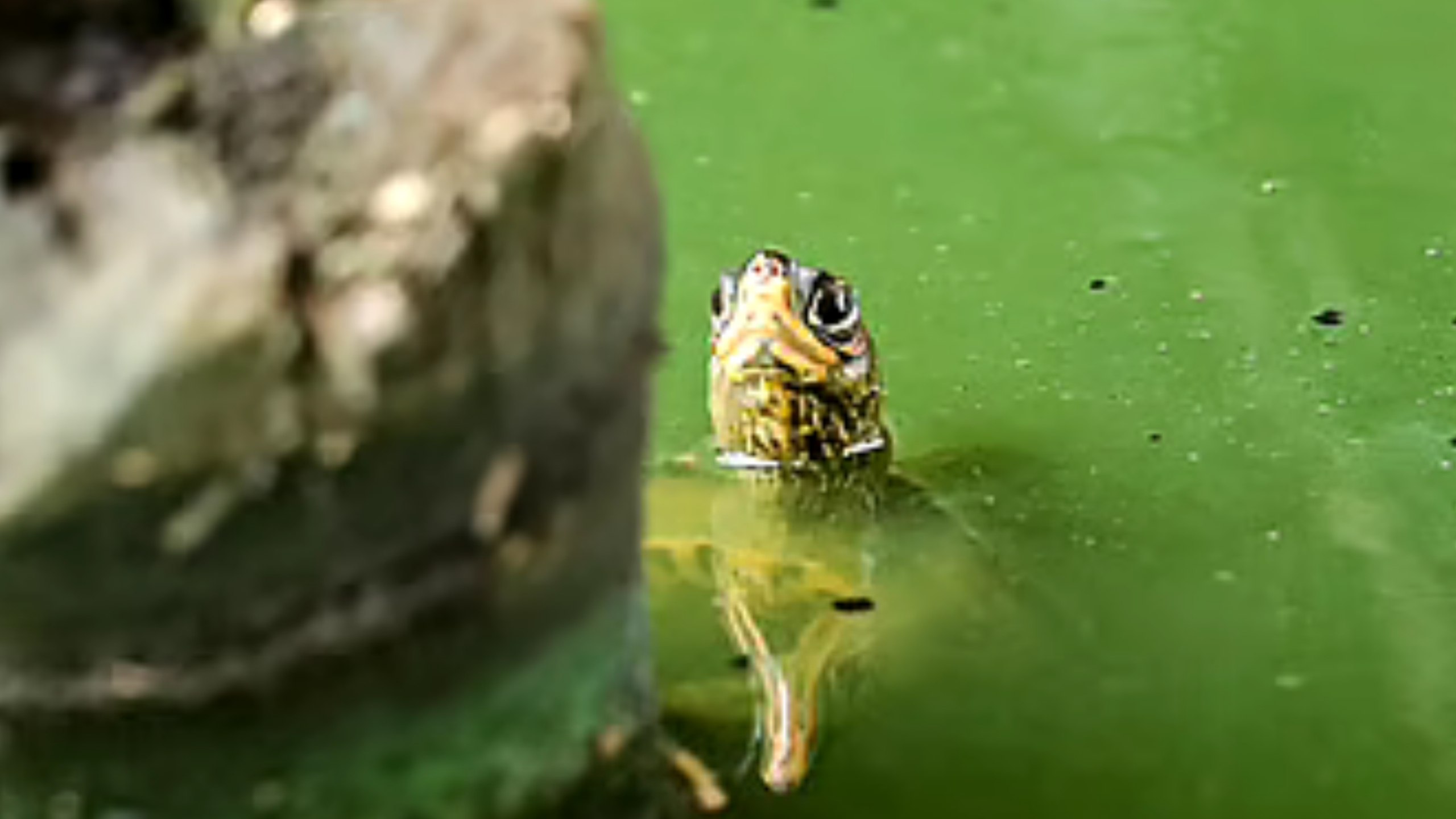 Red-eared slider turtles Bangladesh