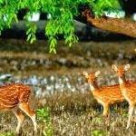 Sundarbans