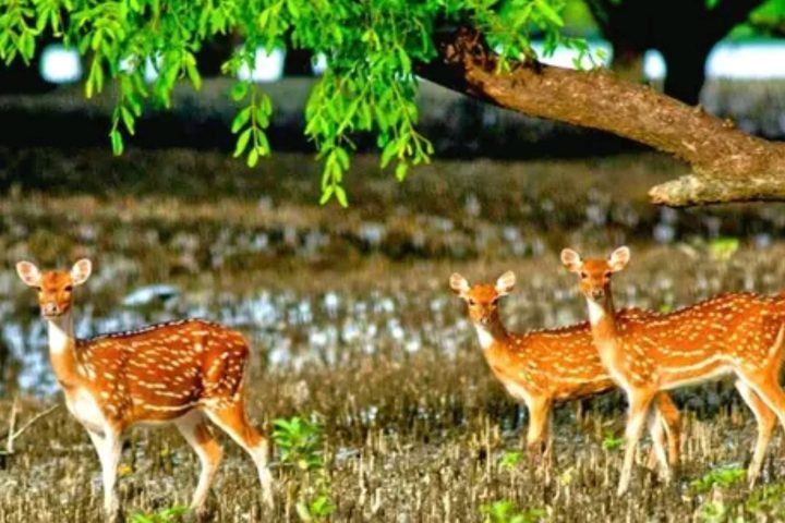 Sundarbans