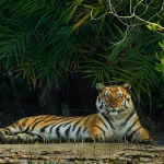 Sundarbans Feel Cursed