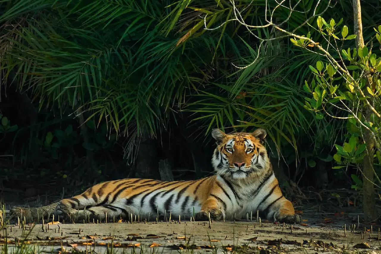 Sundarbans Feel Cursed