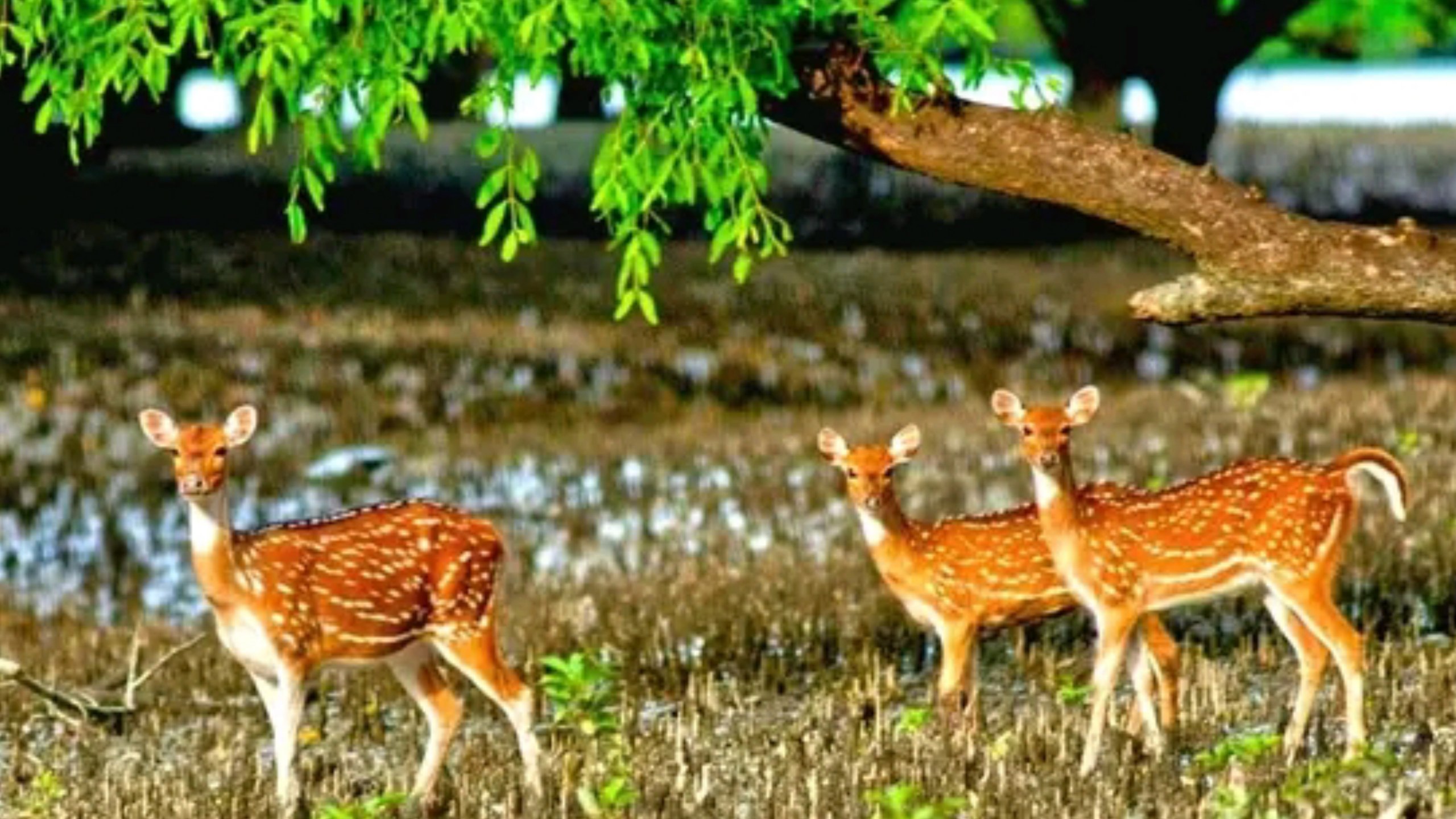 Sundarbans