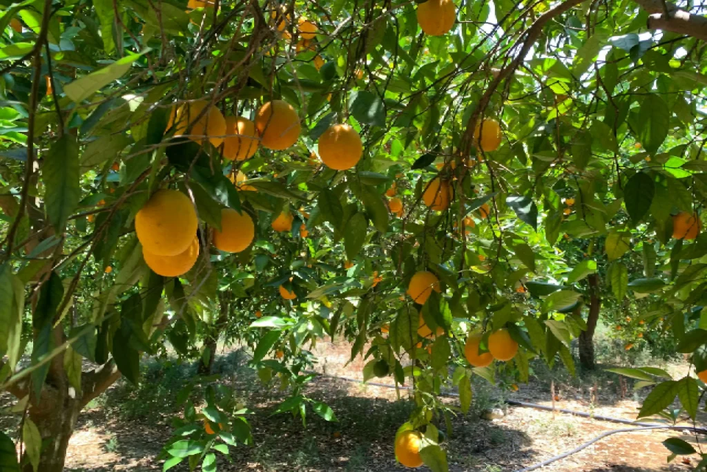 jessore-mango-farm-75-rare-varieties