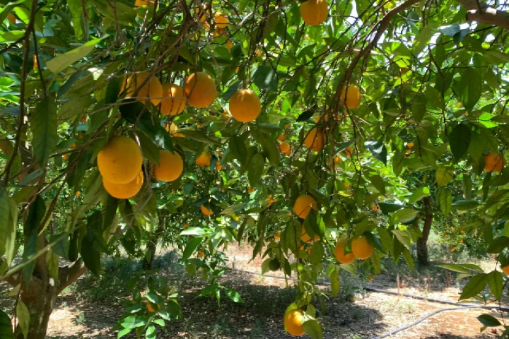 jessore-mango-farm-75-rare-varieties