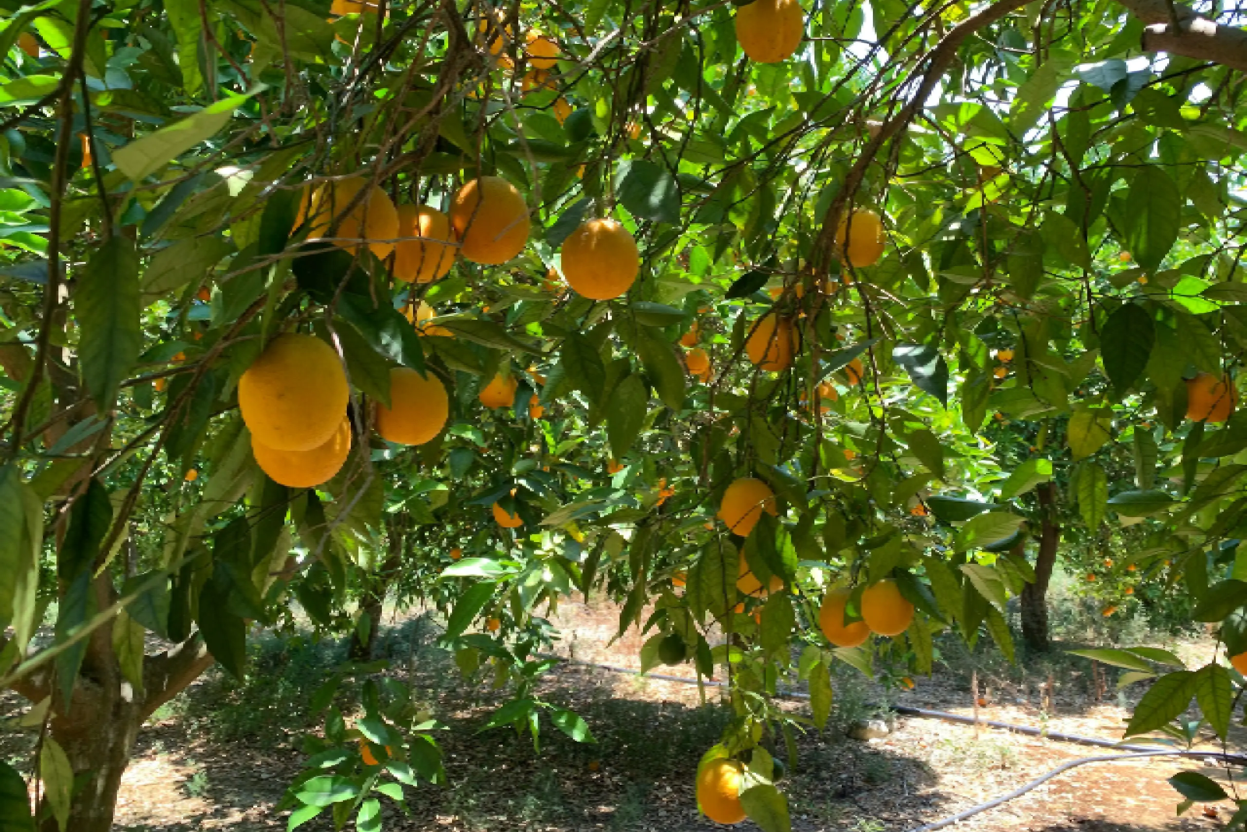 jessore-mango-farm-75-rare-varieties