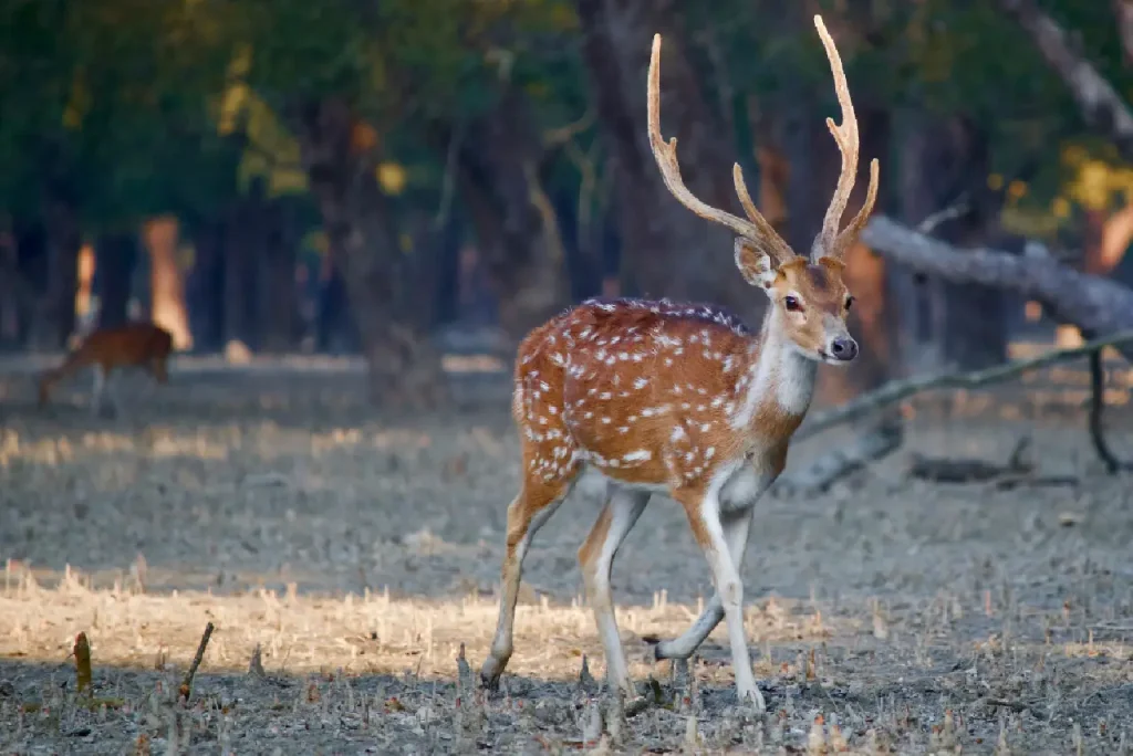 Sundarbans Eco-Tourism