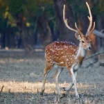 Sundarbans Eco-Tourism