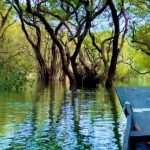 Ratargul Swamp Forest
