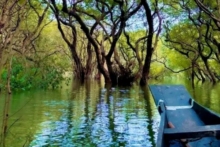 Ratargul Swamp Forest