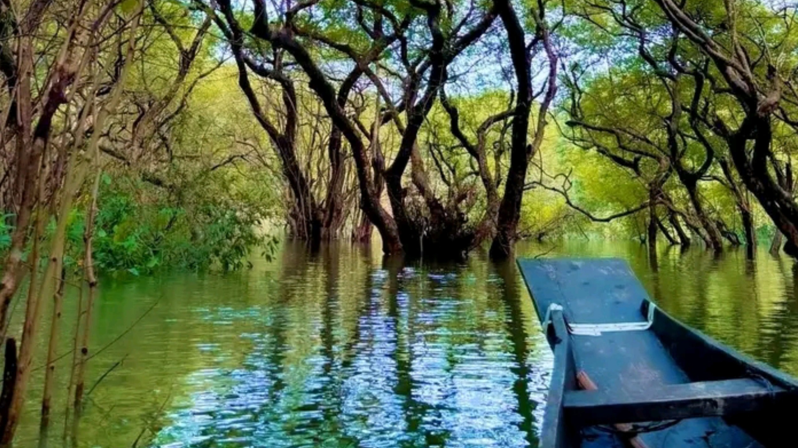 Ratargul Swamp Forest