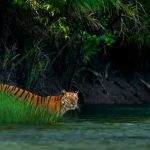 Sundarbans