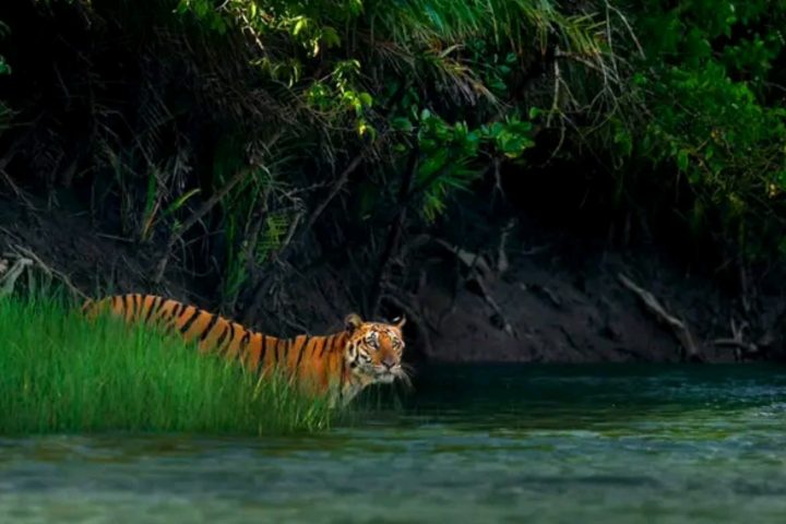 Sundarbans