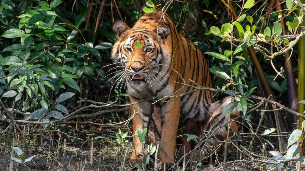 Sundarbans Mangrove Tour