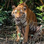 Sundarbans Mangrove Tour