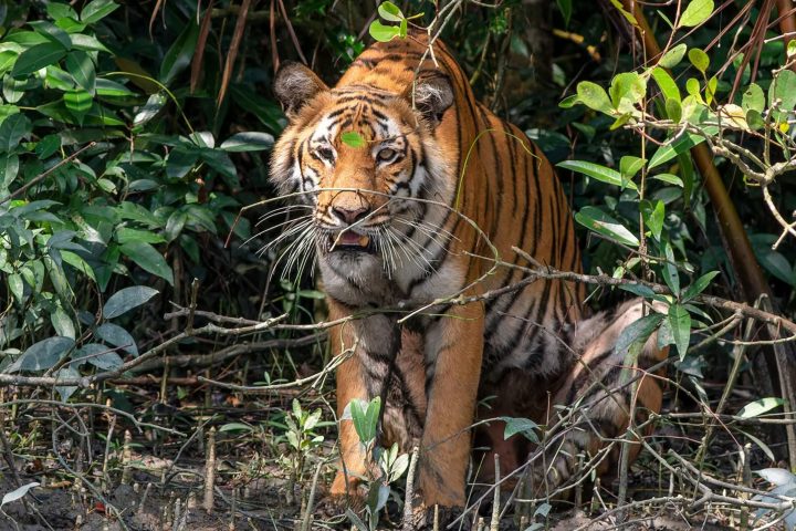 Sundarbans Mangrove Tour