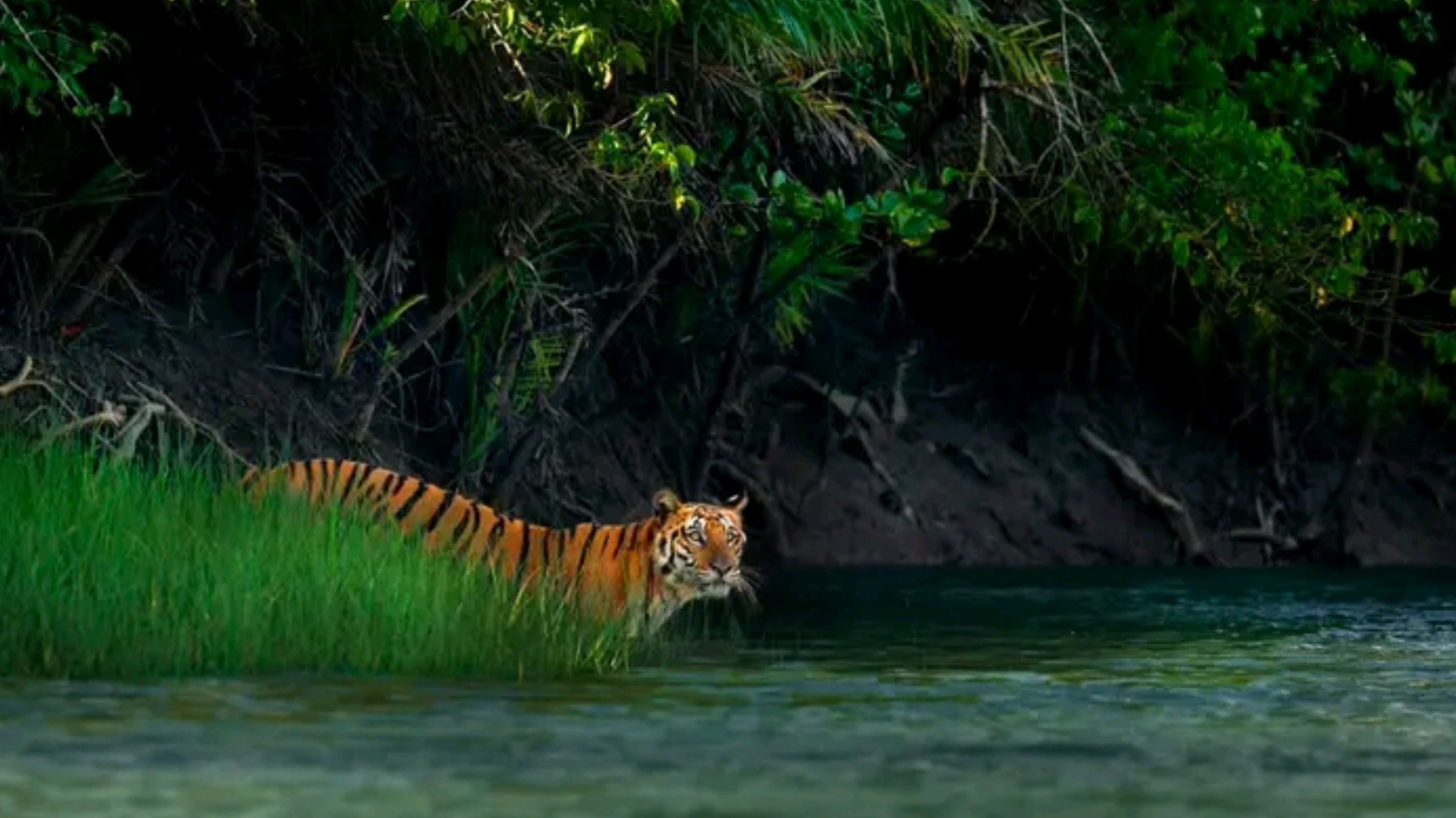 Sundarbans