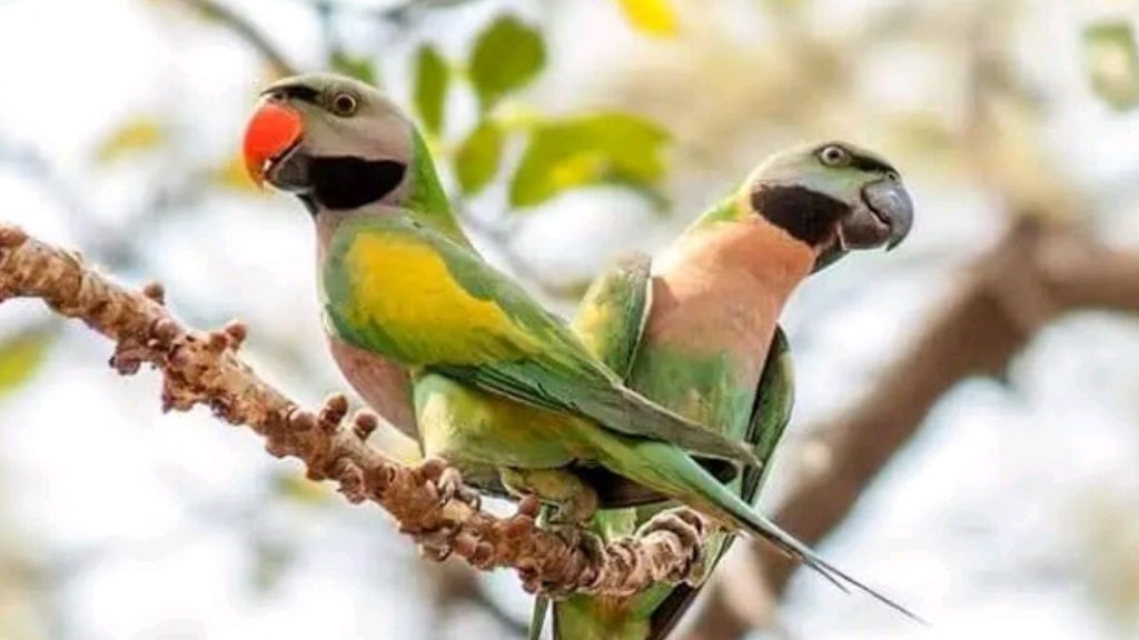 Millions of migratory birds arrive in Bangladesh
