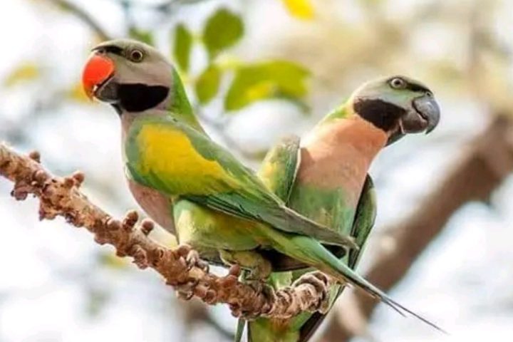 Millions of migratory birds arrive in Bangladesh