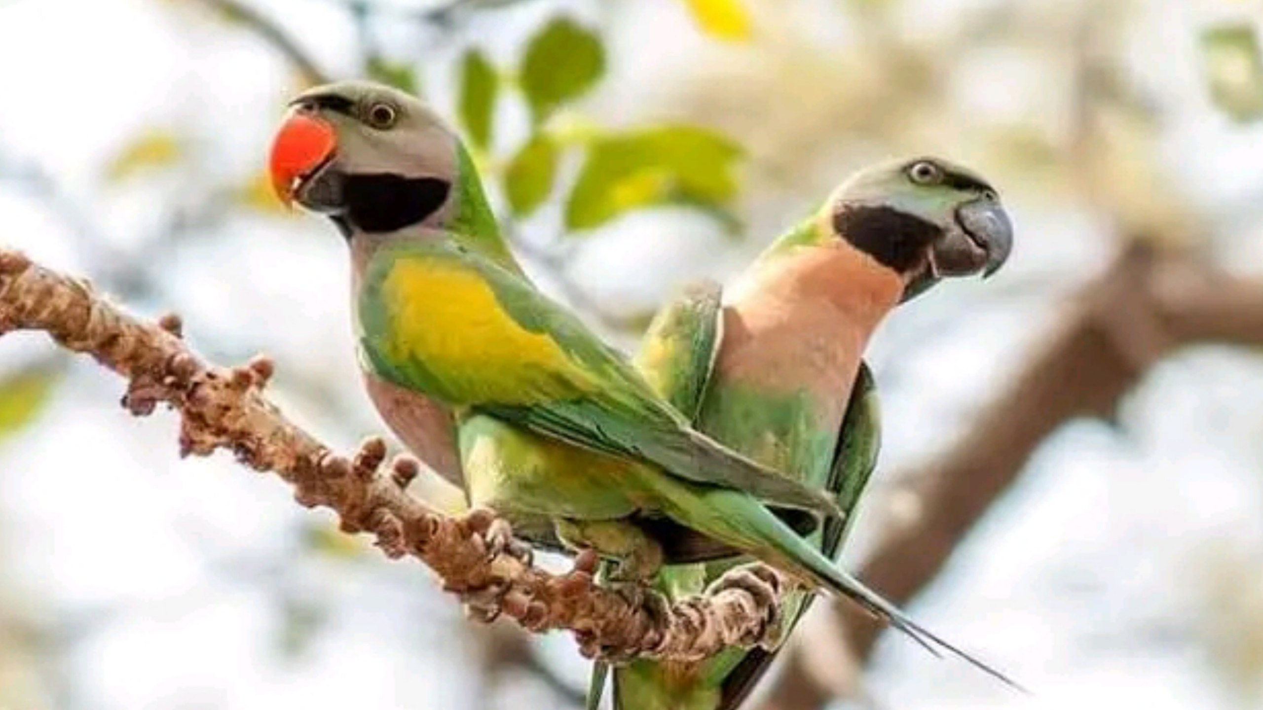 Millions of migratory birds arrive in Bangladesh